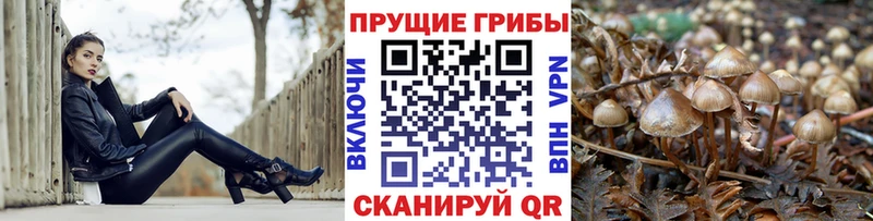 что такое   Горбатов  Псилоцибиновые грибы GOLDEN TEACHER 